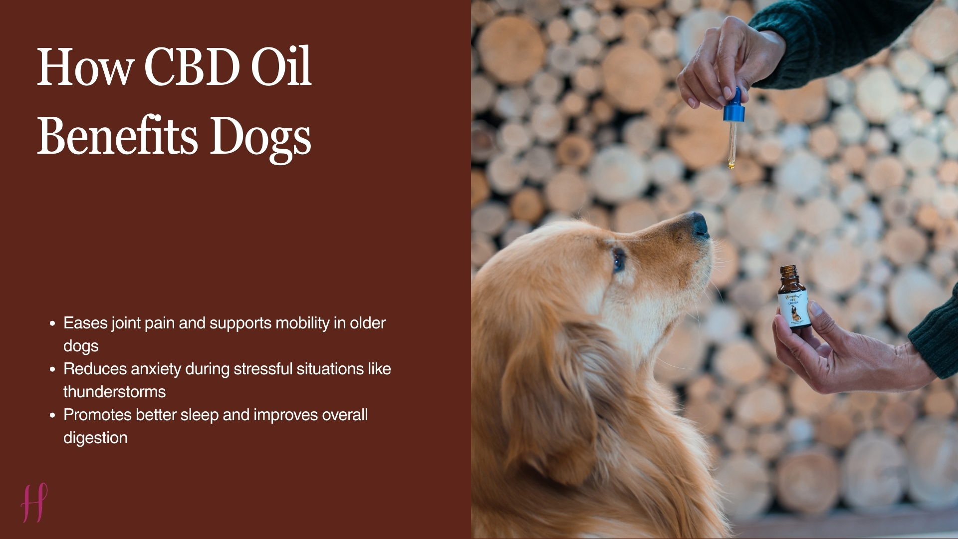 Golden retriever watches a dropper above a CBD oil bottle beside a list of benefits for dogs.